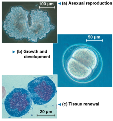 <p>Cell division</p>
