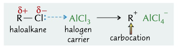 <p>catalyst accepts lone pair of electrons from halogen containing polar molecule. polarising a electrophile. sometimes produces a carbocation</p>