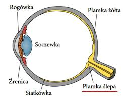 <p>choroby związane z niewidzeniem</p>