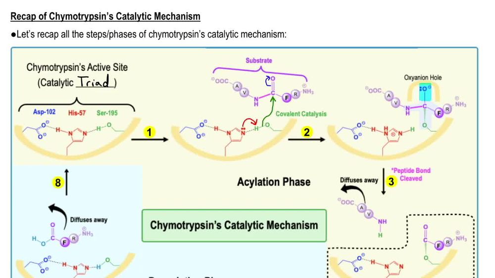 <p>Covalent catalysis occurs when a residue in the enzyme’s active site undergoes a transitory covalent modification during the reaction. Chymotrypsin is a primary example, as it forms a transitory acylated intermediate with the substrate. </p>