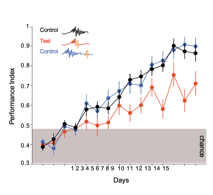 <p><br>HPC shows brief, high-frequency events called <strong>sharp-wave ripples (~200 Hz)</strong>.</p><ul><li><p><strong>Place cells replay sequences of activity</strong> that occurred during waking exploration—often in the <strong>same order (or compressed/reversed)</strong>.</p></li><li><p>Stabilizes + transfer memory → LTM</p></li></ul><p></p>