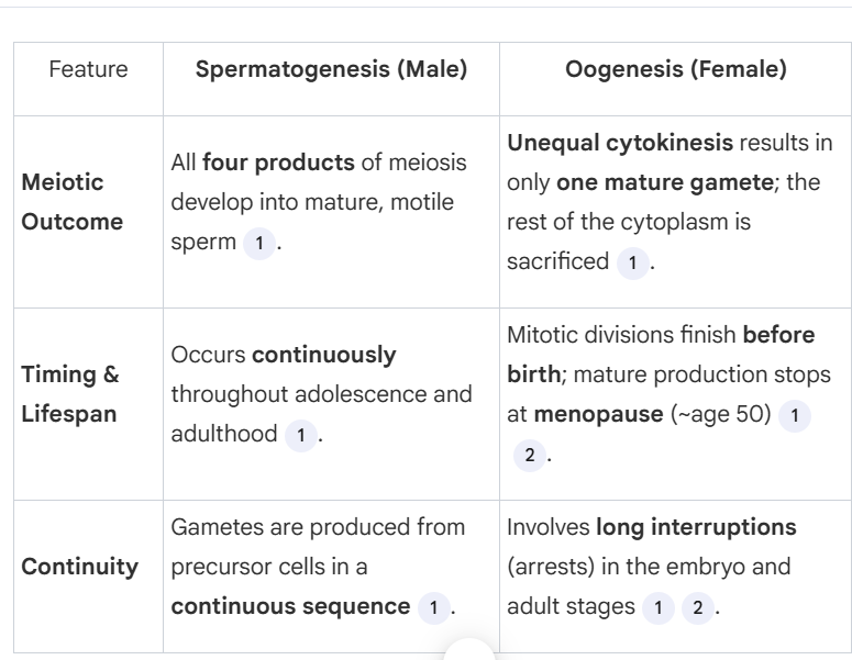 <ol><li><p>4 mature gametes are produced v. only 1 mature gamete is produced</p></li><li><p>Develops throughout adulthood and adolescence v. dveloped before birth</p></li></ol><p></p>