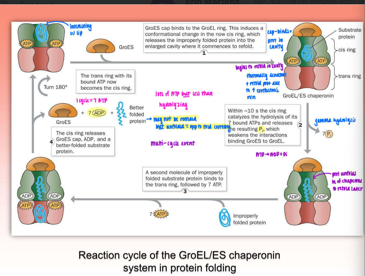 <p></p><ul><li><p>ATP binds to GroEL = becomes cis ring</p></li><li><p>prot enters cavit</p></li><li><p>GroES cap binds via hydrophobic interactions → further exposes hydrophob binding sites on apical domain of GroEL</p></li><li><p>misfolded prot binds via hydrophob patches in cavity</p></li><li><p>protein begins to refold in cavity</p><ul><li><p>thermally denature &amp; refold prot due to increased exothermic reaction</p></li><li><p>gamma hydrolysis of 7 bound ATP → release of P weakens interactions of binding between GroEs and GroEL</p></li></ul></li></ul><ul><li><p>second misfolded prot enters trans ring w/ ATP</p></li><li><p>cis ring releases GroES cap, ADP, and better-folded substrate protein</p><ul><li><p>may not be refolded but unfolded to refold better later</p></li></ul></li><li><p>1 cycle = 7 ATP</p><ul><li><p>a lot of ATP but less than hydrolyzing</p></li><li><p>multiple cycles can occur</p></li></ul></li></ul><p></p>