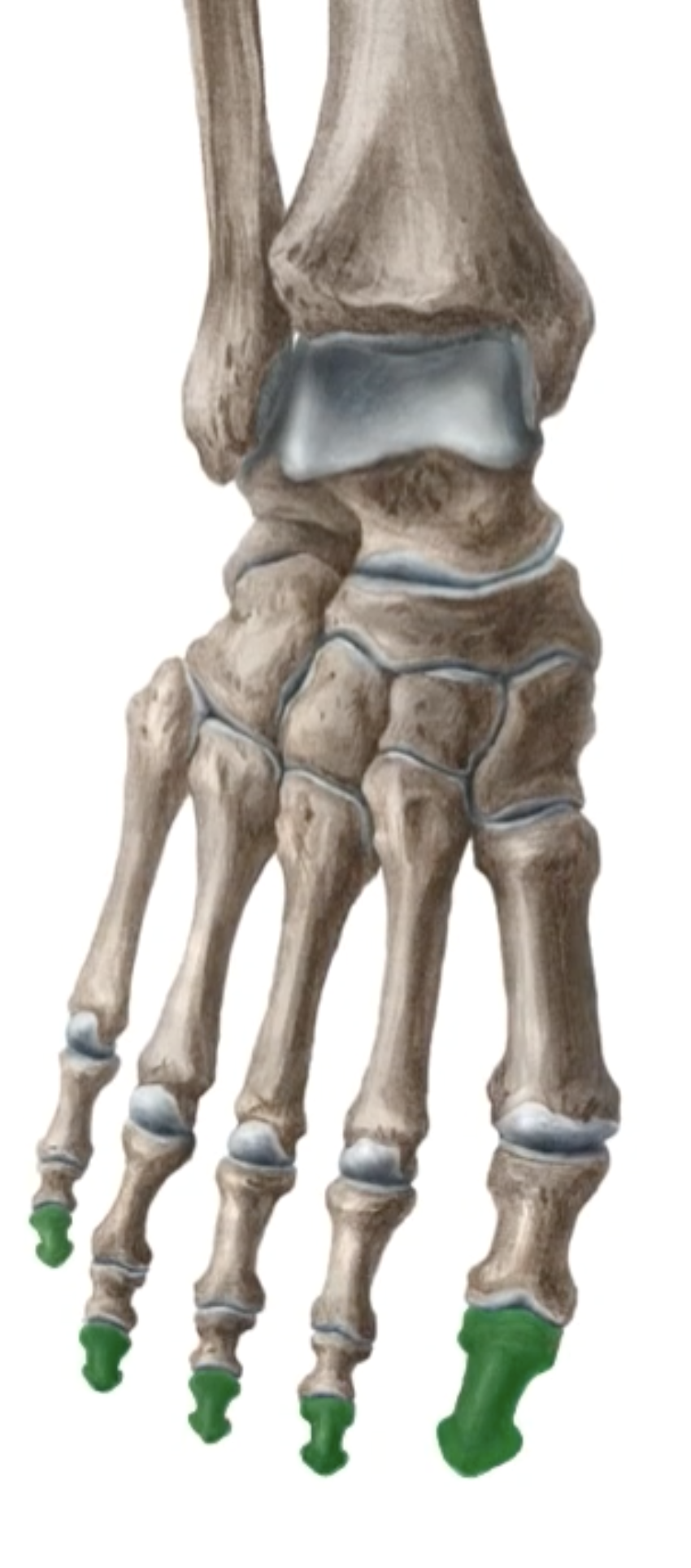 <p>What is this bone? </p>