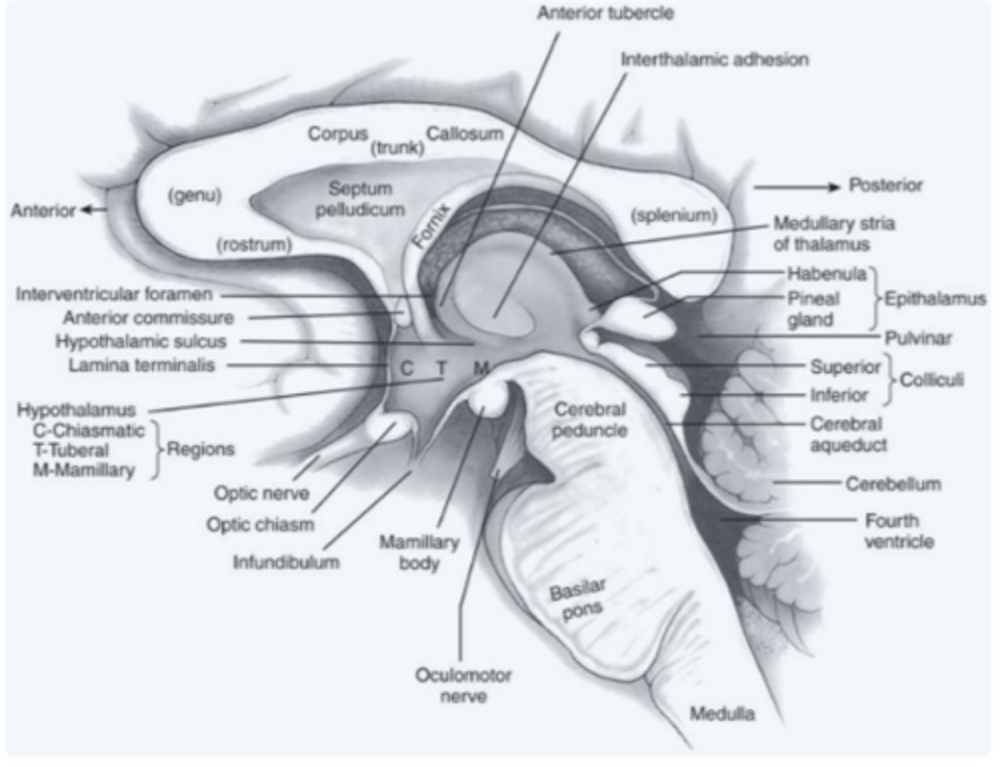 <p>region of the diencephalon that contains the habenula and the pineal gland</p>