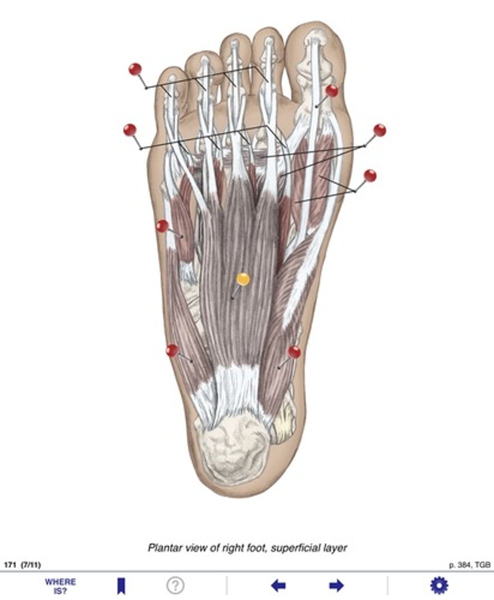 <p>Name the muscles at the yellow pin</p>
