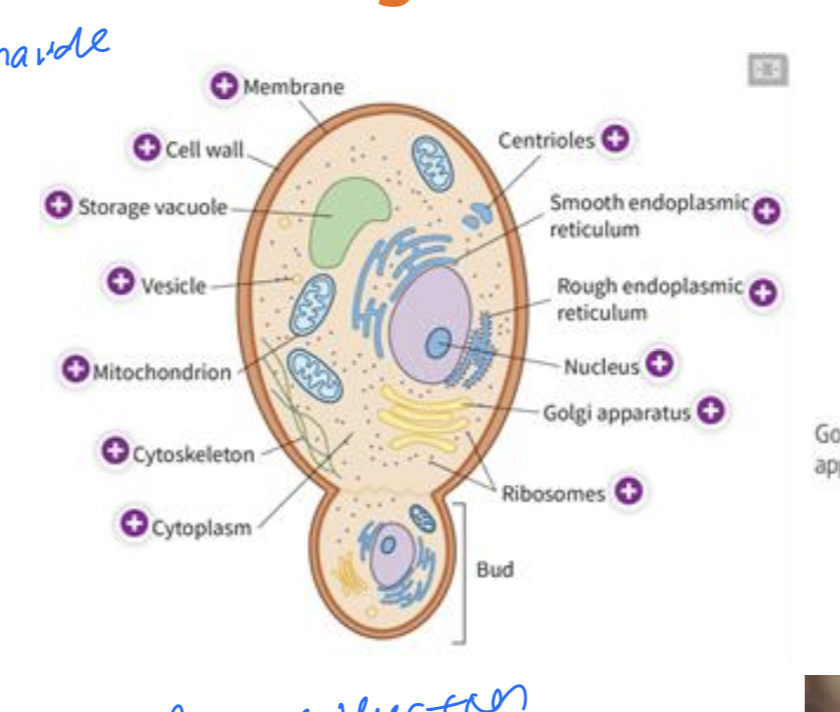 <ul><li><p>Cell wall made of <strong>chitin </strong>(polysaccharide) [1]</p></li></ul><ul><li><p>Large vacuoles break down unwanted molecules [1]</p></li><li><p>Some are unicellular [1]</p><ul><li><p><strong>e.g. yeast</strong> [0.5]</p></li></ul></li><li><p>Some are multicellular [1]</p><ul><li><p><strong>e.g. mushrooms </strong>[0.5]</p></li></ul></li></ul><p></p>