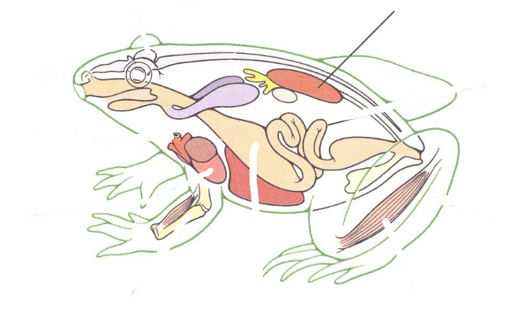 <p>What Vertebrate tissue would be found here?</p>