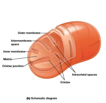 <p>Infoldings of the inner membrane meant to increase surface area and provide more space for electron transport to take place.</p><p><strong>Note: Most proteins needed for respiration are imported into the mitochondria</strong></p>