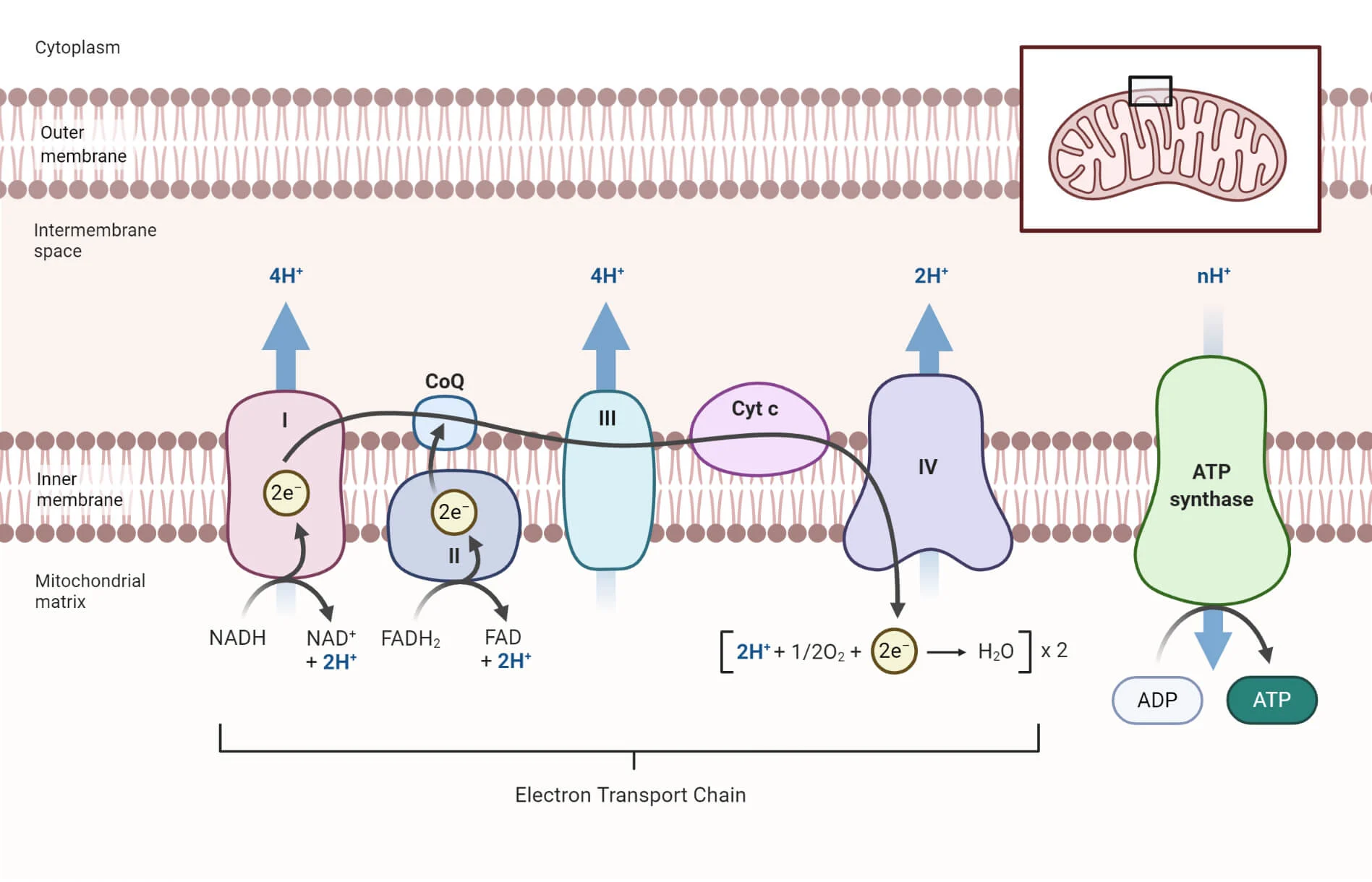 <p>The electron transport chain involves a series of <strong>proteins</strong> embedded within the <strong>inner membrane</strong> of the mitochondrion. These proteins transfer protons between the <strong>intermembrane space</strong> (the space between the inner and outer membranes) and the <strong>mitochondrial matrix</strong>. </p><p>The function of the electron transport chain is to synthesize ATP by generating an electrochemical gradient.</p>