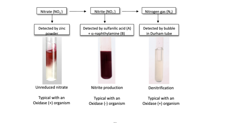 <p>nitrate broth- 6</p>