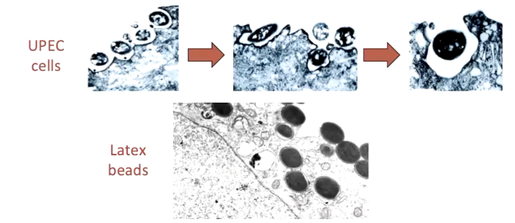 <ul><li><p>Compare UPEC vs. FimH-coated latex beads</p></li><li><p>Visualized with electron microscopy</p></li><li><p>FimH enables adherence &amp; internalization</p></li><li><p>Key in persistent &amp; recurrent UTIs</p></li></ul><p></p>