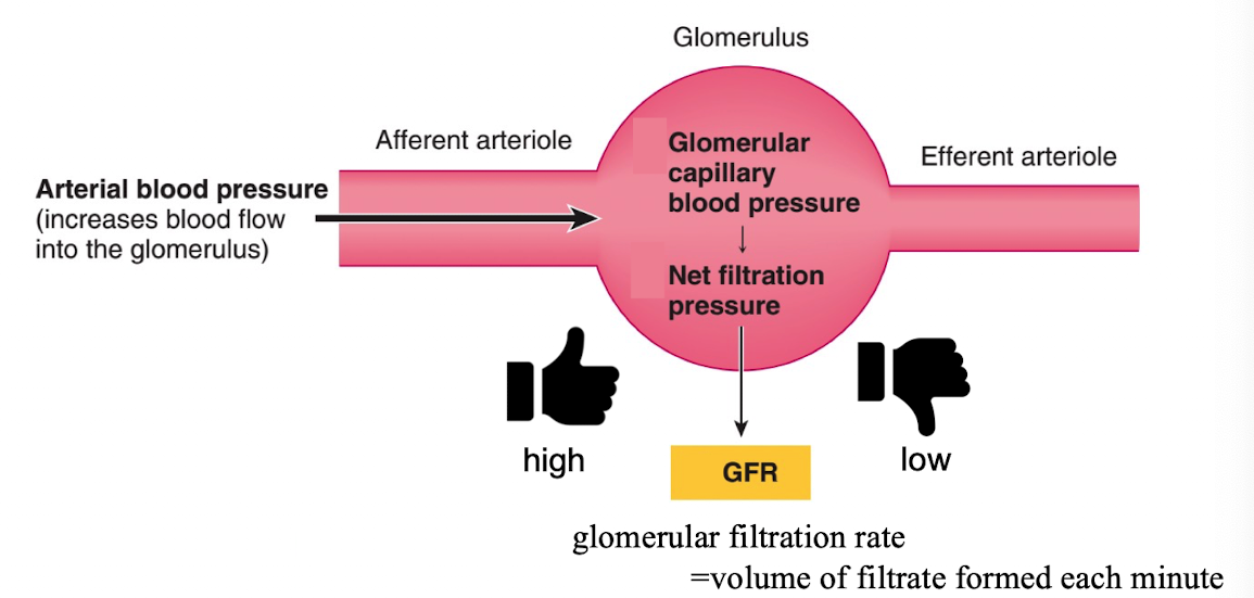 <p>If blood pressure is elevated, is the GFR high or low?</p>