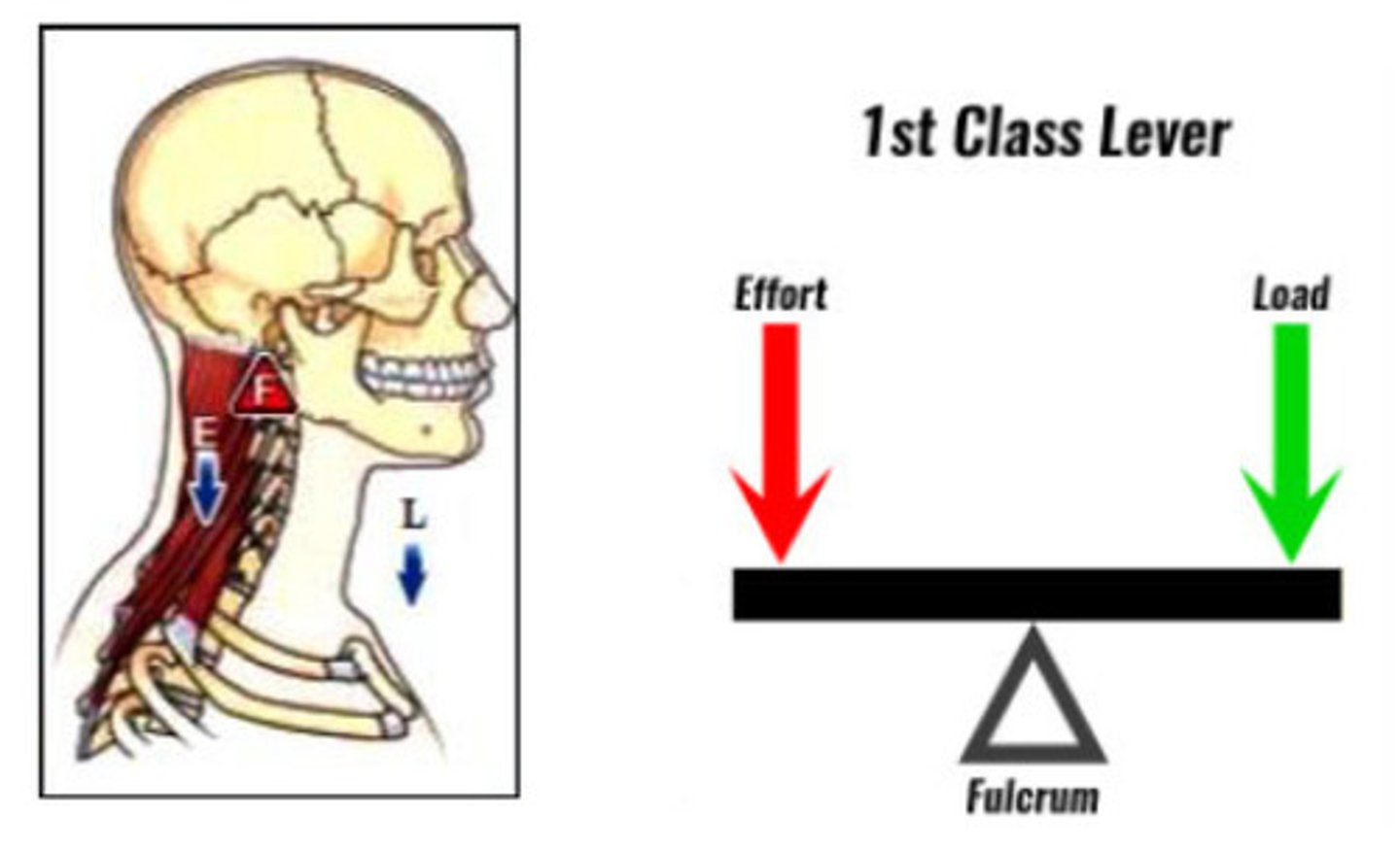 <p>class 1 lever</p>