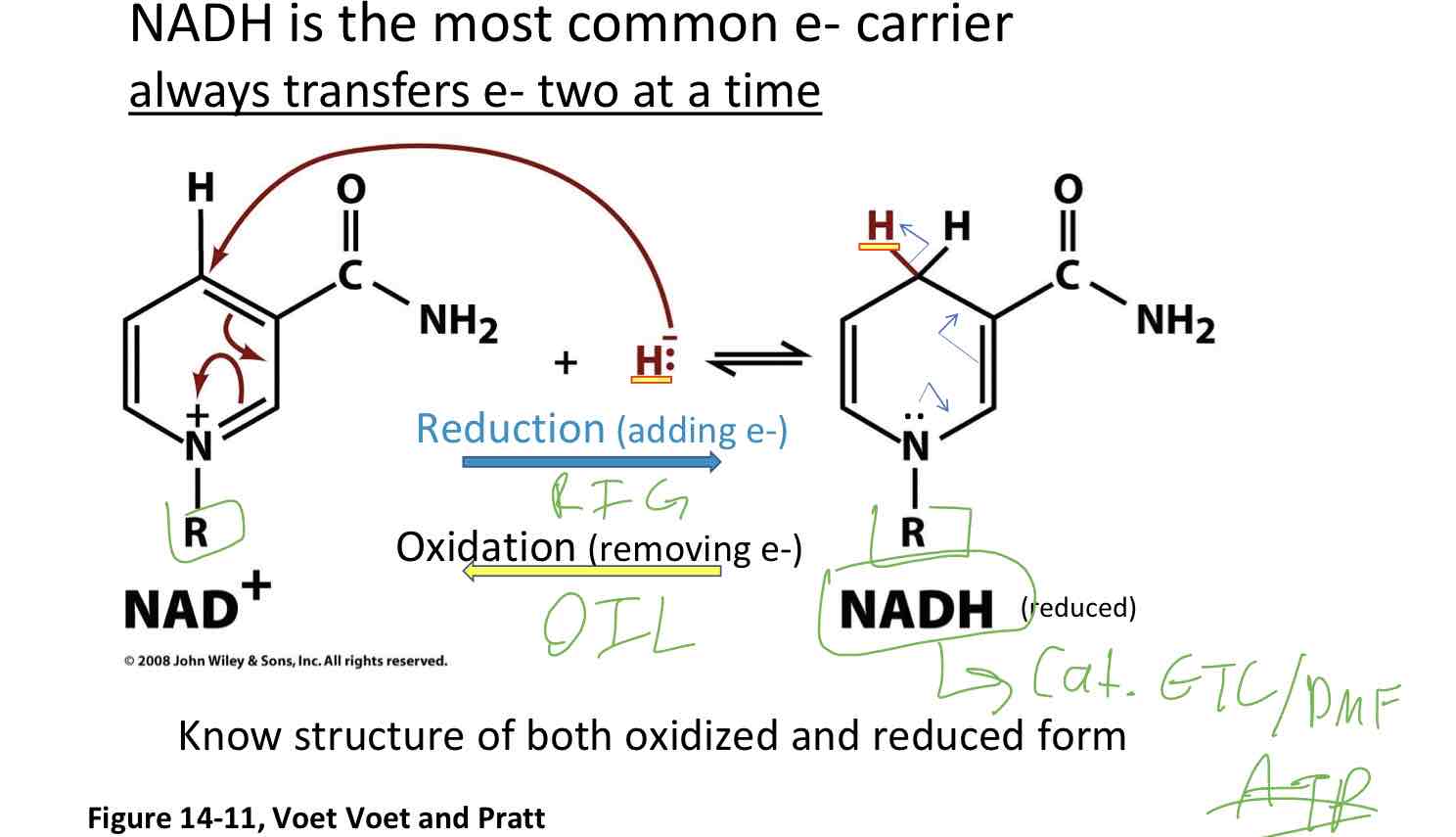 <p>NADH is the most common e- carrier</p>