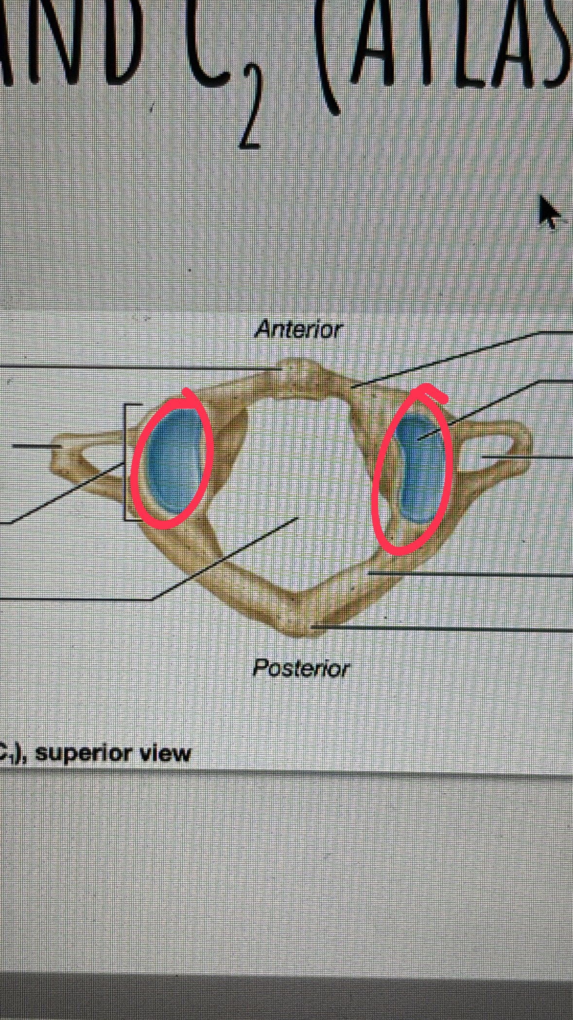 <p>face upward towards the head</p><p>joins the inferior articular facet from above </p>