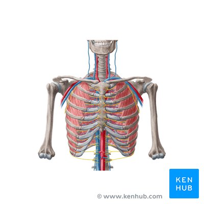 <p>What is the chest?</p>