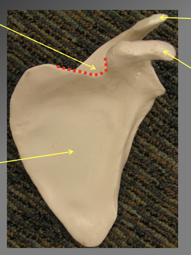 <p>Components of the scupula (anterior view). how do we know its anterior</p>