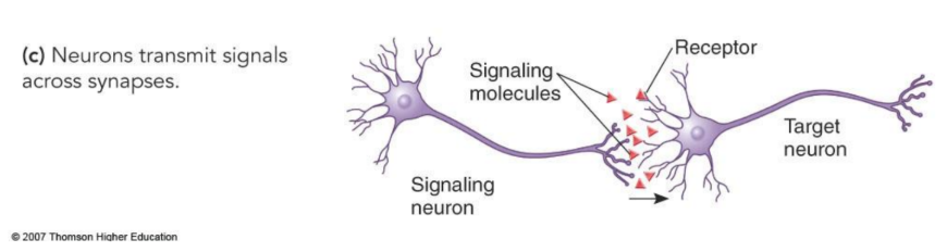 <p>Are chemical signals released by neurons.</p>