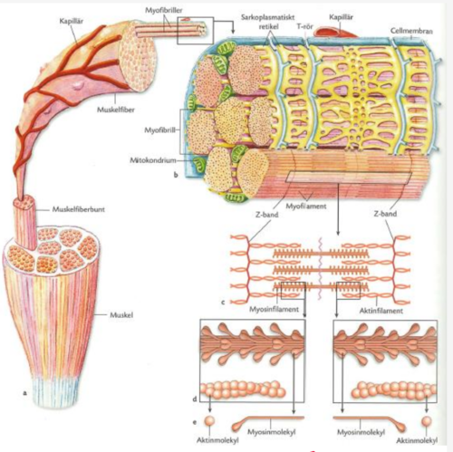 <p><span>Beskriv uppbyggnaden av en skelettmuskelcell och förklara vad som menas med muskelfiber, myofibrill, de två olika myofilamenten, t-tubuli och sarkoplasmatiskt reticulum. Rita gärna. </span><br></p>