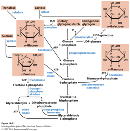 <p>are metabolic routes that provide glucose or intermediates to enter glycolysis, including the breakdown of carbohydrates, amino acids, and fatty acids. </p>