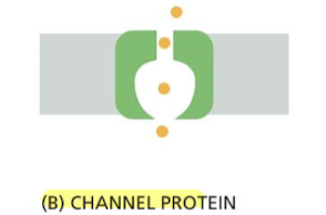 <p>transport proteins that form <strong>continuous pores</strong> extending across lipid bilayer, allowing solutes to pass through them.</p>