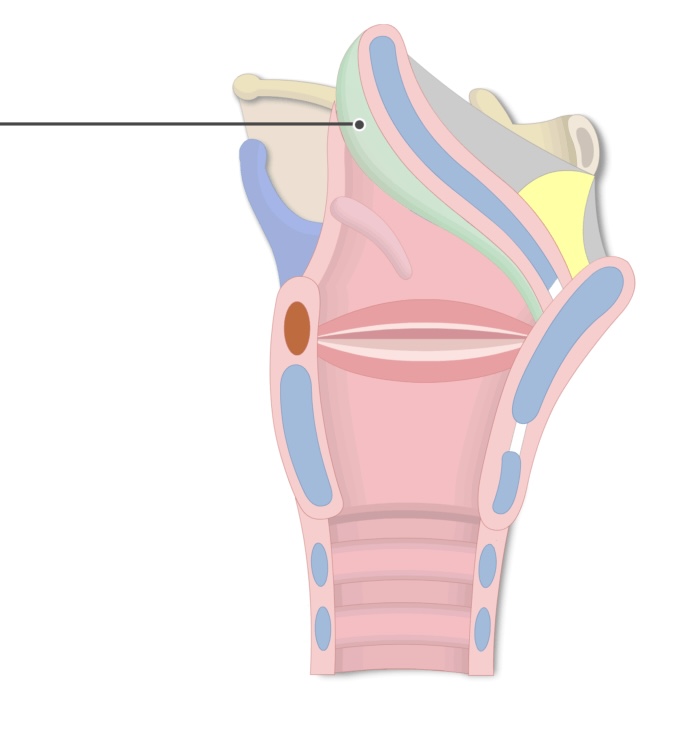 <p>The flap of tissue that covers the glottis during swallowing is called <strong><em><em></em></strong></em>__.</p>