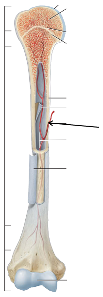 <p>State which part of the bone is this although it is within the medullary cavity.</p>