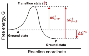 <p>In the following graph if the overall ∆G for the reaction A → P is -12 kJ/mol. Estimate a value for ∆G<sup>‡ </sup>in the A → P direction?</p>