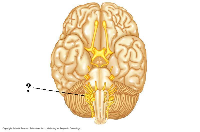 <p><span><span>Is the indicated cranial nerve sensory only, motor only, or both sensory and motor?</span></span></p>