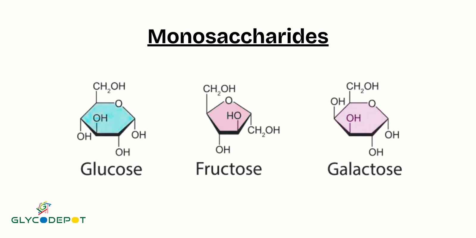 <p>The monomer of a carbohydrate; a simple sugar. Ex: Glucose (C₆H₁₂O₆) and Deoxyribose (C₅H₁₀O₅).</p>