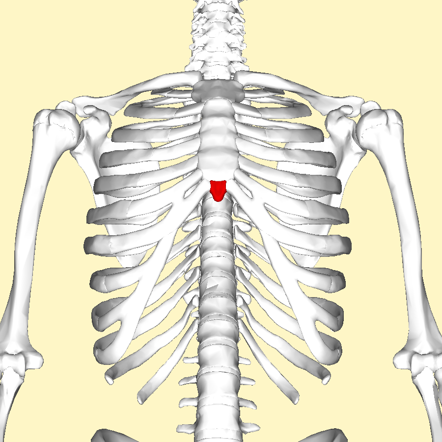 <p>Anterior view</p>