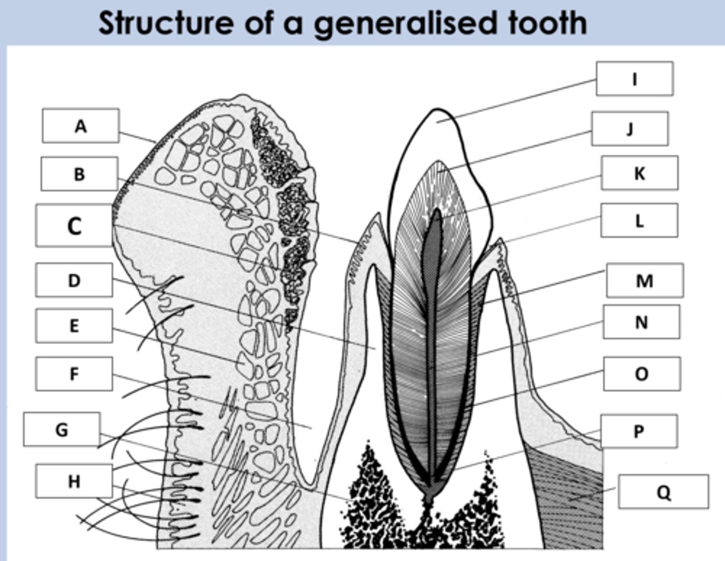 <p>Label this diagram</p>