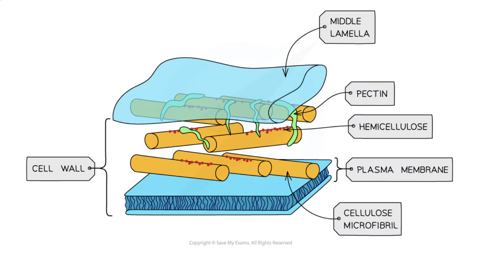 <ul><li><p>gives cell rigidity definite shape as it’s made of cellulose</p></li><li><p>freely permeable</p></li><li><p>prevents cell from bursting</p></li></ul><p></p>