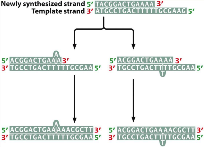 Occurs during DNA replication and cause small insertions or deletions 