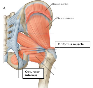 <p>obturator internus </p>
