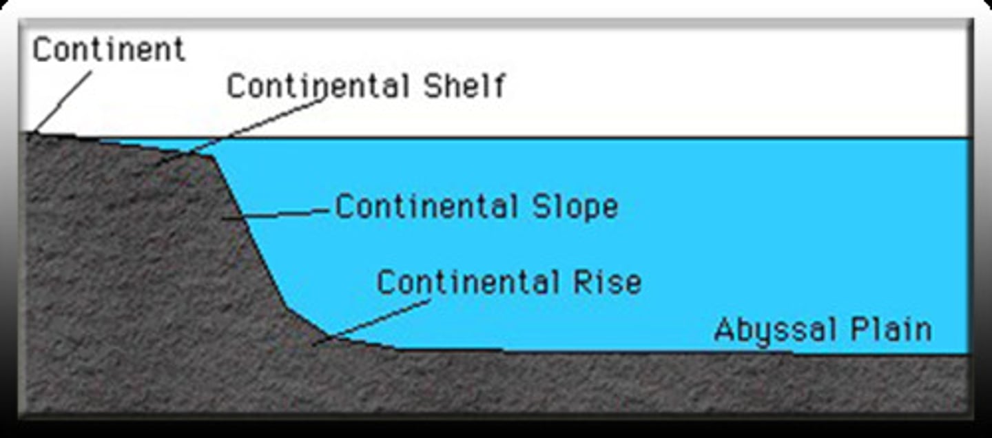 <p>a large, flat, almost level area of the deep-ocean basin;</p><p>contains seamounts, ridges and mountain ranges (avg. 4km below surface)</p>