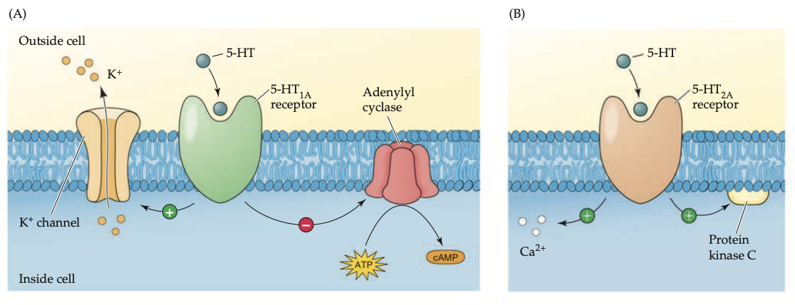 <ul><li><p><strong>5-HT<sub>1A</sub>: </strong>in hippocampus, septal area, parts of amygdala, dorsal raphe nucleus</p><ul><li><p>reduce cAMP synthesis by inhibiting adenylyl cyclase&nbsp;</p></li><li><p><strong>↑sed opening of K+ channels </strong>+ membrane hyperpolarization = ↓sed firing of either post-synaptic cell or the serotonergic cell itself</p></li></ul></li><li><p><strong>5-HT<sub>2A</sub>: </strong>in cerebral cortex: striatum, nucleus accumbens</p><ul><li><p>activate the PIP2 messenger system = ↑sed Ca2+ lvls + activates PKC&nbsp;</p></li></ul></li></ul><p></p>