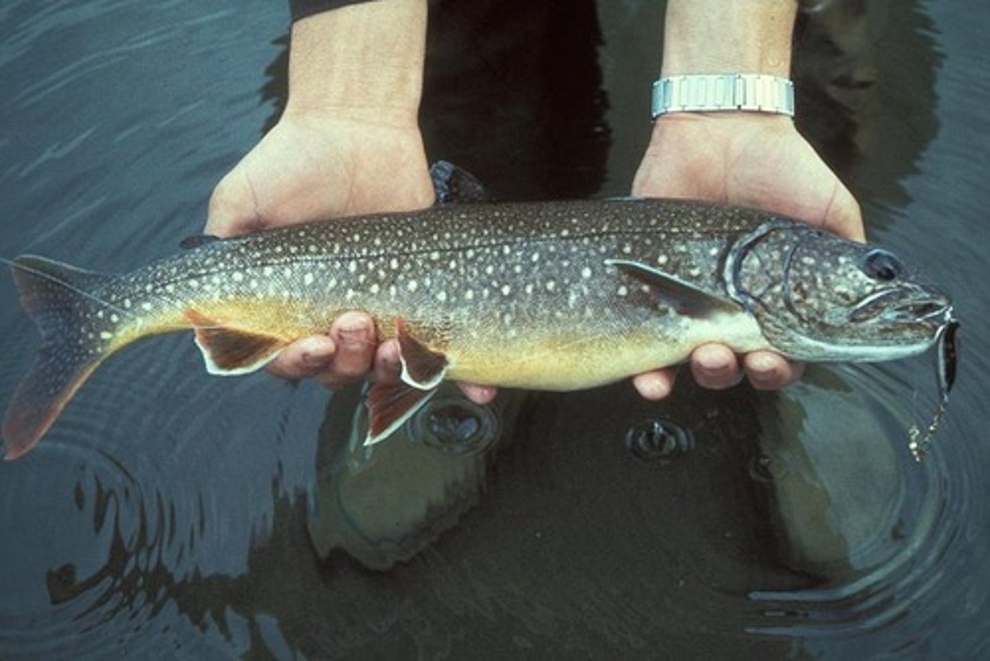 <p>cream spots on green/gray body, slimy, narrow white edge on fins</p>