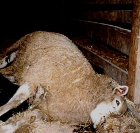 <ul><li><p>appropriate source, species (sheep!)</p></li><li><p>GIT, liver, RBC, kidney</p></li><li><p>consider liver enzymes, liver biopsy, copper concentration in liver, NOT serum copper</p></li><li><p>histologic lesions PM to differentiate primary vs secondary</p></li><li><p>Cu analysis: liver, kidney, feed </p></li></ul><p></p>