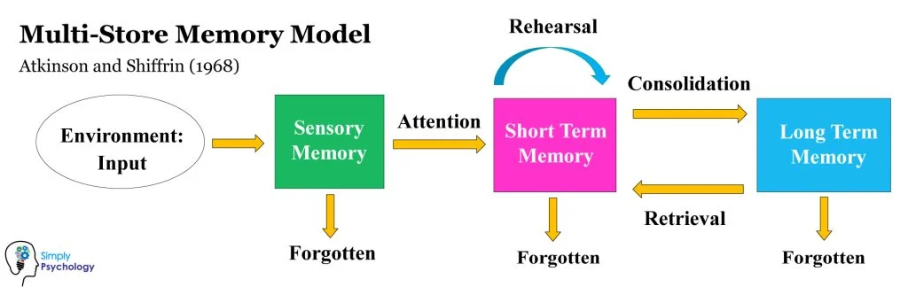 <p>It consists of three main components: sensory memory, short-term memory, and long-term memory.</p><ol><li><p>Sensory Memory: This is the initial stage of memory where information from the environment is briefly registered. It has a large capacity but a very short duration (less than a second).</p></li><li><p>Short-Term Memory (STM): Also known as working memory, this is where information is temporarily held and actively processed. STM has a limited capacity (around 7 items) and a short duration (around 20-30 seconds) unless it is rehearsed or transferred to long-term memory.</p></li><li><p>Long-Term Memory (LTM): This is the stage where information is stored for a longer period of time, potentially indefinitely. LTM has a vast capacity and can store various types of information, including facts, skills, and experiences.</p><p></p></li></ol>