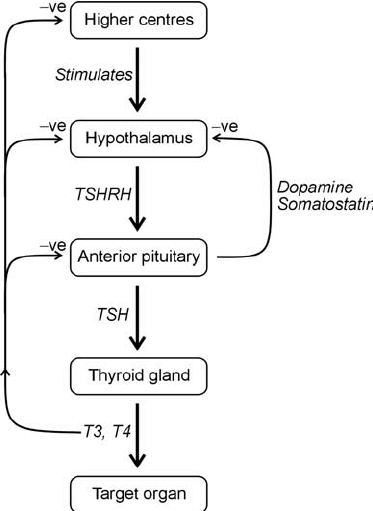 <p>Graves’ disease</p>