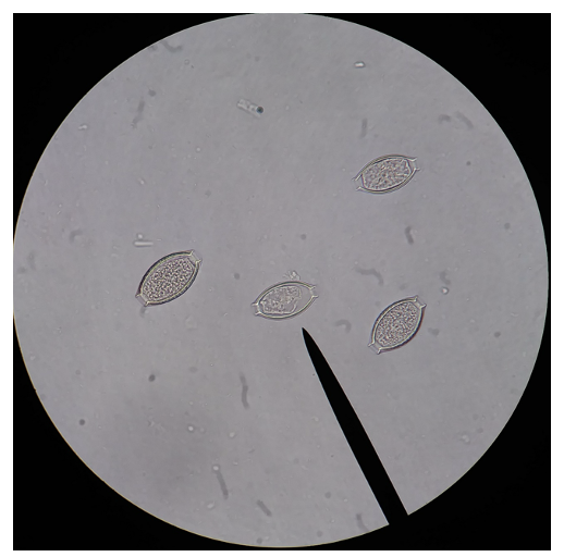 <p>What is another name for this species?</p>