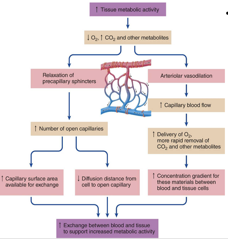 <ol><li><p>Degree of resistance by arterioles in the organ</p></li><li><p>Number of open capillaries (controlled by  pre capillary sphincters)</p></li></ol><p></p>
