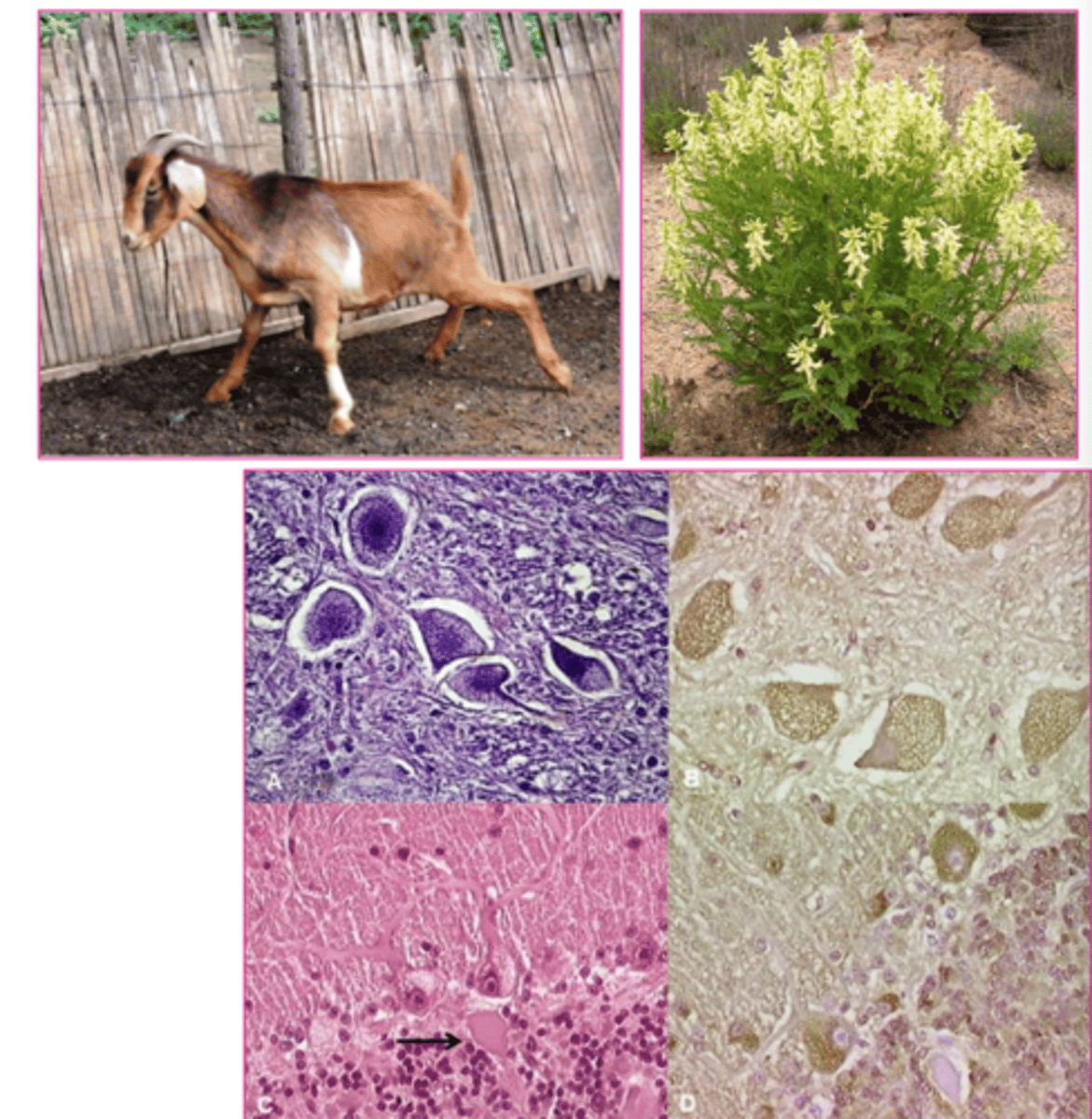 <p>if you have a goat standing around like this, and this plant is in his habitat, and his cells look like this... what do we think this is?</p>
