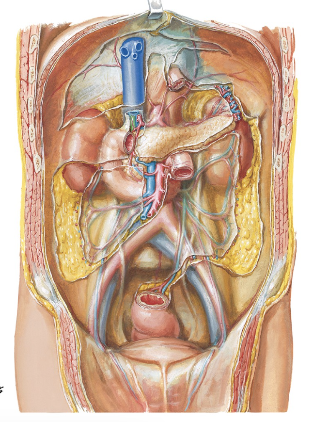 <p>Abdomens indhold</p>