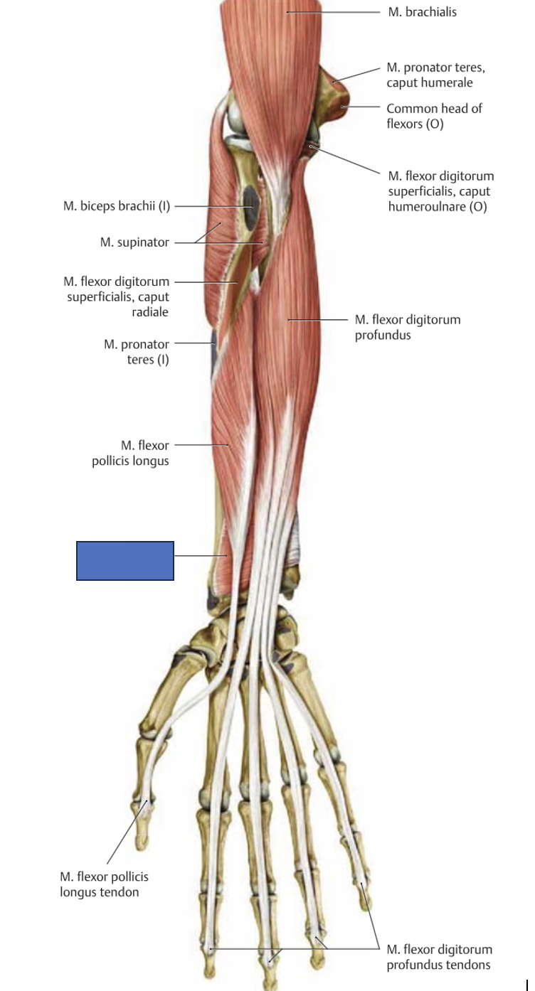 <p>m. pronator quadratus → küünarvarre pronatsioon</p>