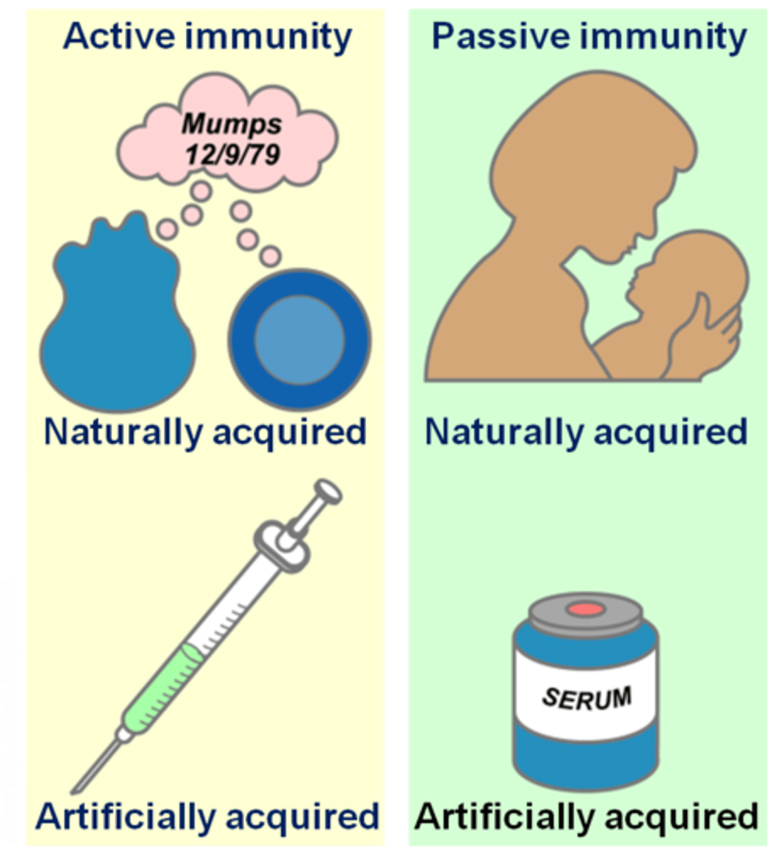 <p>-Acquired through exposure to the agent. Either pathogen or vaccine.</p><p>-Can be acquired natural (when you get infected with a disease like chickenpox), or Artificial (through vaccinations like flu vaccine).</p>