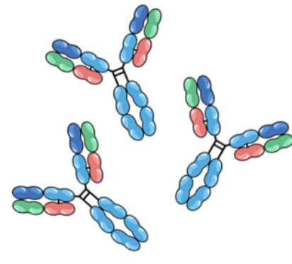 <p></p><ul><li><p>an antibody, also called immunoglobulin or Ab, is a large, Y shaped protein</p></li><li><p>each antibody is highly specific and recognizes one epitope</p></li></ul><p></p><p></p>