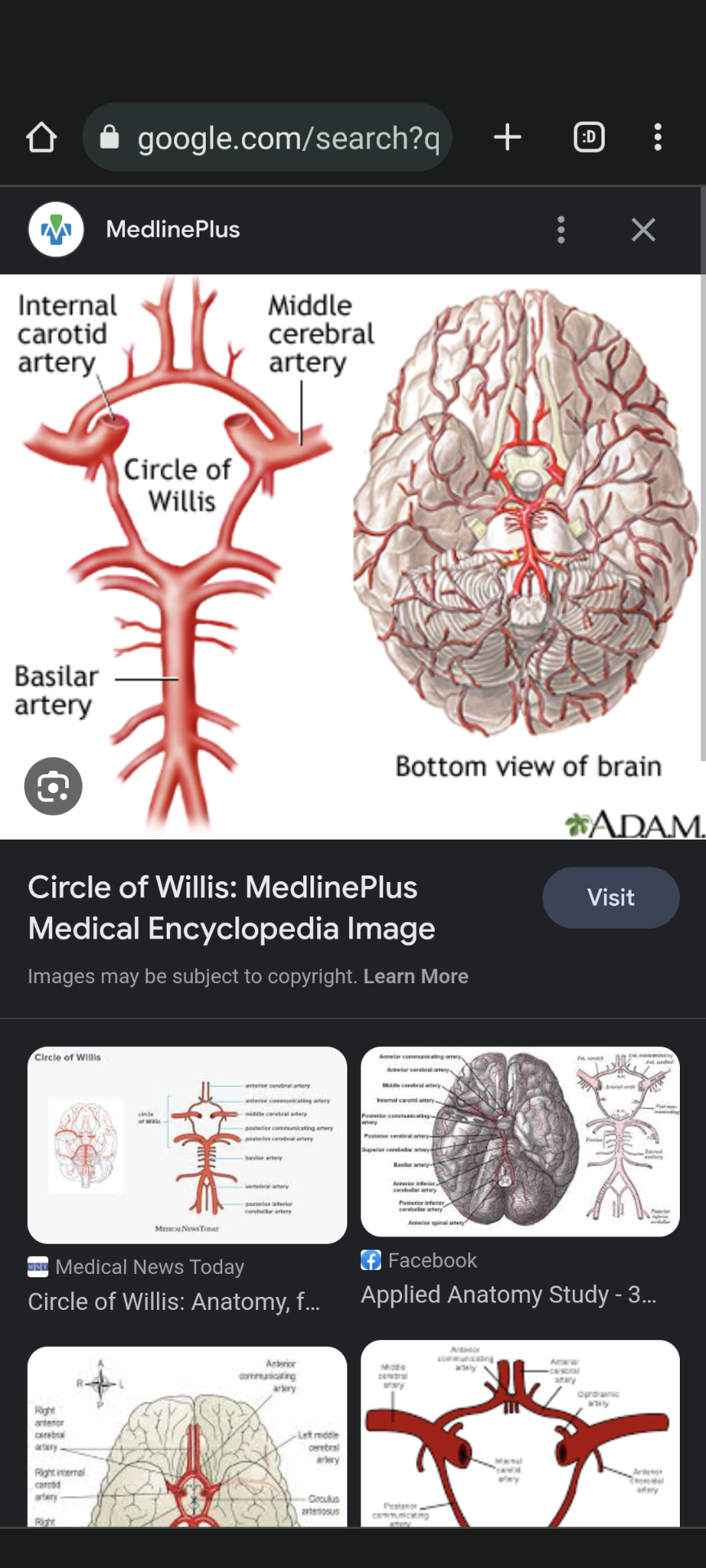 <p></p><ul><li><p>Description: Arterial network at base of brain.</p></li><li><p>Role: Provides collateral circulation, prevents severe ischemia</p></li></ul>